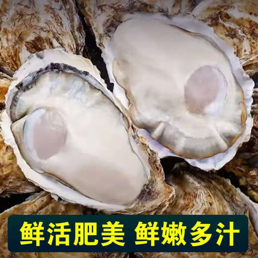 Fresh Rushan oysters, fresh oysters, oysters, 5 Jin Jin equal to 0.5 kg box, 3XL medium oysters (11-16 pieces per box) whole box, 5 Jin Jin, equal to 0.5 kg oysters