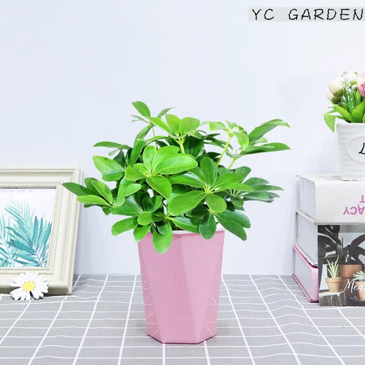 Bafang Laicai duck foot wood indoor living room office easy to maintain hydroponics water absorption basin lazy potted green plants flowers evergreen Bafang Laicai 2 pieces does not include pots