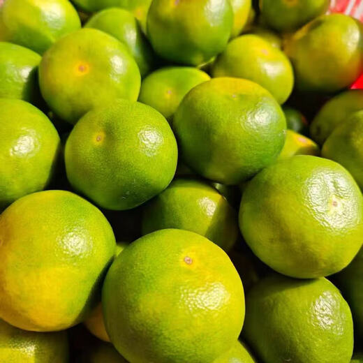 宜昌青皮蜜橘孕妇水果易剥皮应季水果橘子农家自种 三级果 宜昌蜜桔 三级果/带箱6斤