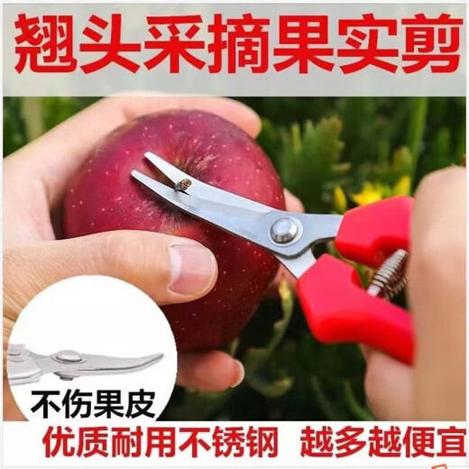 German quality stainless steel large tilted head fruit picking scissors for tomatoes, navel oranges, picking scissors for oranges and grapes 1 pair with serrated teeth for sharper short tilted heads