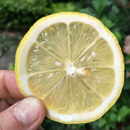 Authentic and refreshing lemon seeds, fragrant and fresh fruits, green lemon seeds, balcony potted vegetable and fruit seeds. Refreshing lemon seeds/pack of about 10 pieces, 3 packs