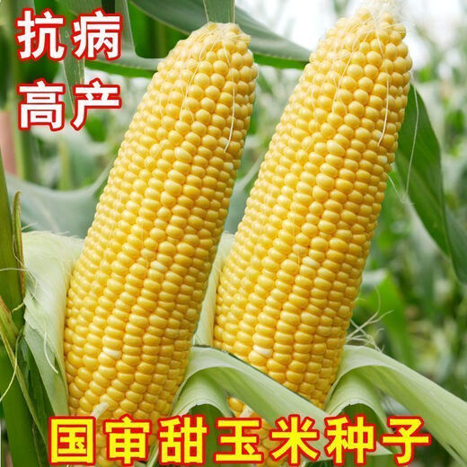 National Approval Fruit Corn Seeds Fresh Sweet and Crisp National Approval Sweet Corn Seeds Farmhouse Garden Vegetables National Approval Fruit Corn Seeds 2 packs of about 100 grains
