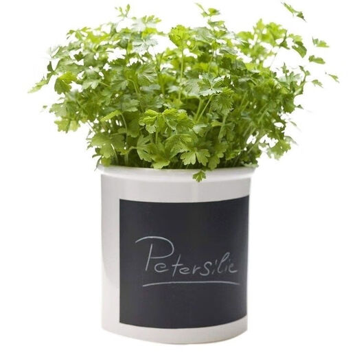 Eat as you plant, seasoning vegetable seed combination, easy to grow heat-resistant balcony potted vegetables in all seasons in spring, small-leaf coriander seeds, 1 pack, about 1,000 seeds, 1 pack, about 1,000 seeds