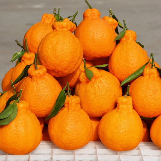 Sakura Fresh Sichuan Shiranui Ugly Tangerine, next-day delivery to multiple places, non-Ehime jelly orange, tangerine, pregnant woman fruit, Mid-Autumn Festival gift box S+ supermarket quality, more comprehensive gift giving 9Jin Jin equals 0.5kg Gift box (80-85mm) net weight 8.5Jin Jin equals 0.5kg