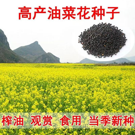 High-yielding Oil King 888 rapeseed, high-quality non-GMO black seed, special for oil extraction, low-stem, high-yielding, autumn sowing and cold-resistant. High-yielding 888 Oil King seeds, 3 packs of about 240 grams