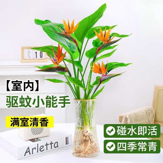 Hydroponic bird of paradise potted flower plants indoor living room green plant surface Strelitzia reginae absorbs formaldehyde and is easy to feed in all seasons. High-quality hydroponic bird of paradise 40-50 cm 3 trees