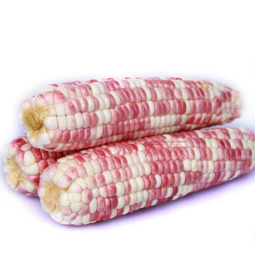 Nationally approved super large stick sweet waxy colorful corn seeds, new varieties of colorful waxy corn seeds, farmers' high-yield corn seeds, nationally approved colorful corn seeds, 1 pack of about 50 grains