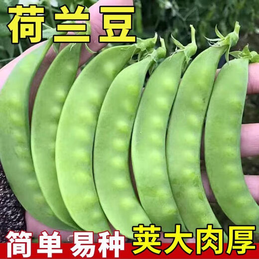 Sweet and crispy snow pea seeds, peas with double flowers and double clamps, cold-resistant farmers' own autumn and winter beans seeds that can survive the winter, snow pea seeds, double flowers and double pods, potted plants, 1 selected