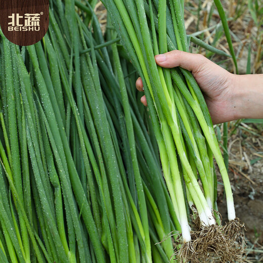 北蔬 小香葱种子四季播种阳台盆栽蔬菜种籽 四季小香葱种子1000粒x2包