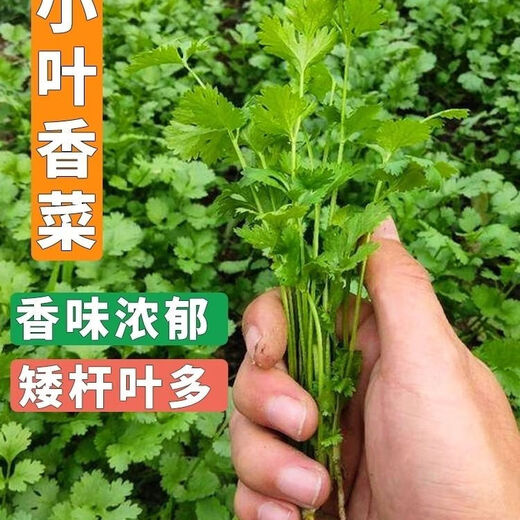 Eat as you plant, seasoning vegetable seed combination, easy to grow heat-resistant balcony potted vegetables in all seasons in spring, small-leaf coriander seeds, 1 pack, about 1,000 seeds, 1 pack, about 1,000 seeds