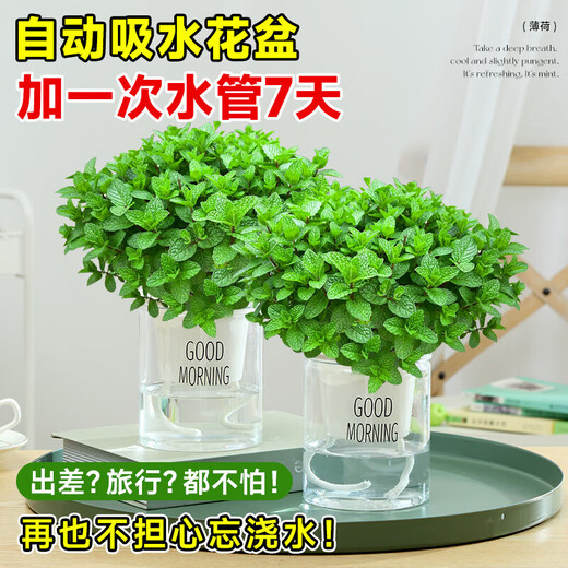 Lemon mint potted edible rosemary mint leaf seedlings mosquito repellent hydroponic flowers indoor green plants 2 pots medium pot mint (good morning pot) + 2 nutrient solution with pot