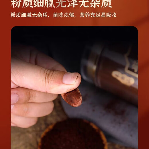 Ganzhi Yi Changbai Mountain Ganoderma-Sporenpulver mit blauer Kappe, zertifiziertes Ganoderma lucidum gebrochenes Sporenpulver, gebrochenes Ganoderma-Sporenpulver, authentische blaue Kappe, halber Jin Jin, entsprechend 0,5 kg