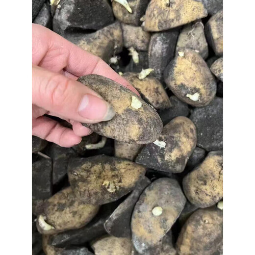 Authentic Qiuying Dutch fifteen-year-old potatoes with yellow hearts and yellow skins, first-generation potatoes and potato seeds, germinated and shipped whole, cut into pieces 2500g, well cut into pieces, medium fruit, well cut into pieces