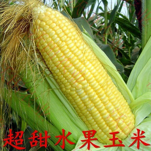 National Approval Fruit Corn Seeds Fresh Sweet and Crisp National Approval Sweet Corn Seeds Farmhouse Garden Vegetables National Approval Fruit Corn Seeds 2 packs of about 100 grains