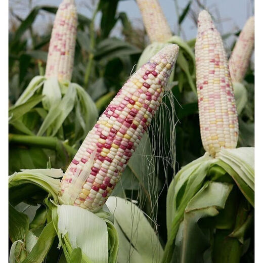 Nationally approved super large stick sweet waxy colorful corn seeds, new varieties of colorful waxy corn seeds, farmers' high-yield corn seeds, nationally approved colorful corn seeds, 1 pack of about 50 grains