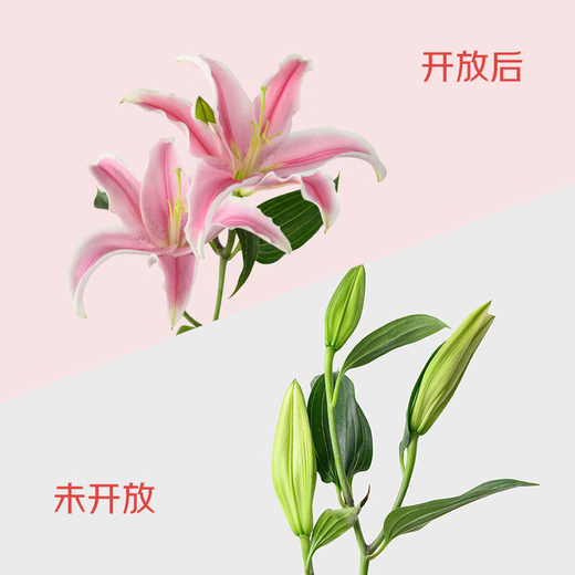 9 pink lilies (3-4 buds shipped)