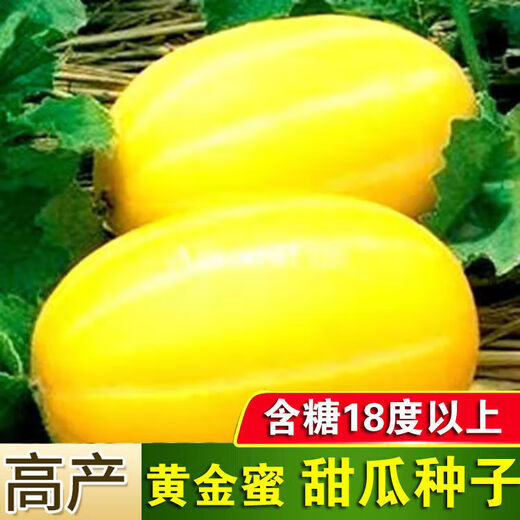 Golden dense melon seeds, melon dense seeds, Golden Road fruits, early maturing, high yield, disease resistance, extra large spring melon fruit seeds, golden dense seeds/pack, about 100 seeds, 3 packs