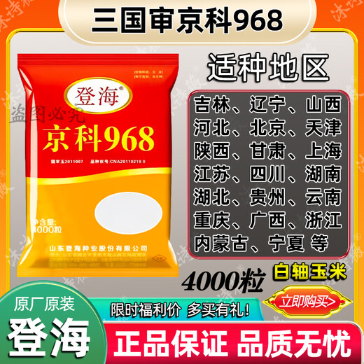 Suiyiman Jingke 968 high-yielding corn seeds, short stems and big sticks, drought-resistant and high-temperature resistant purple gold version white shaft corn seeds purple gold version original 4000 grains 10 bags