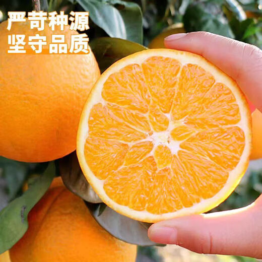 Oranges navel authentiques du Jiangxi Gannan, oranges douces fraîches pelées à la main, expédiées depuis les zones de production principales, fruits frais immédiats, oranges navel Gannan, 10 Jin dans des boîtes égales à 0,5 kilogramme (80-90 gros fruits)