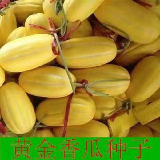 Golden dense melon seeds, melon dense seeds, Golden Road fruits, early maturing, high yield, disease resistance, extra large spring melon fruit seeds, golden dense seeds/pack, about 100 seeds, 3 packs