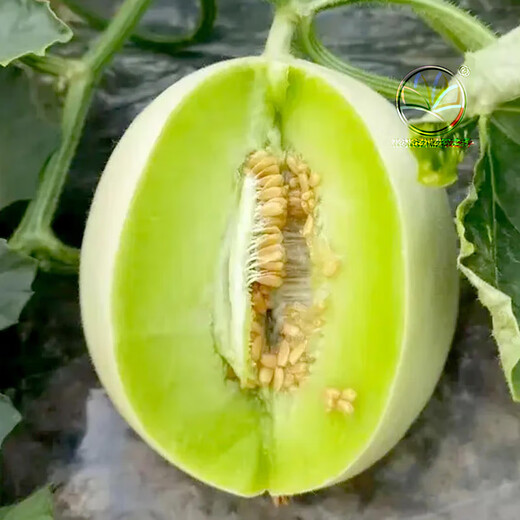 NONGZHIZI New Jade Mushroom Melon Seeds White Yugu Cantaloupe Honeydew Watermelon Fruit Honeydew Ice Cream New Jade Mushroom Melon Seeds 30 capsules 2/no residue