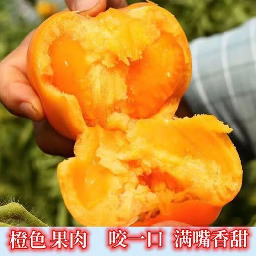 Rhubarb persimmon seeds, yellow tomato seeds, yellow imperial concubine tomato seeds, Northeast large fruit spring vegetable seeds, rhubarb tomato seeds/pack, about 200 capsules, 1 pack