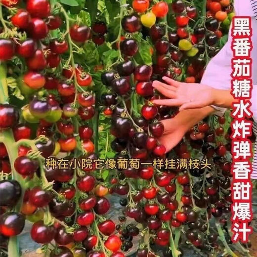 Black Tomato Seeds, Waterfall Tomatoes, Black Pearl Tomatoes, Small Tomato Seeds, Potted Cherry Tomato Fruit Seeds, Black Falls Cherry Tomato Seeds/pack, about 200 capsules, 1 pack