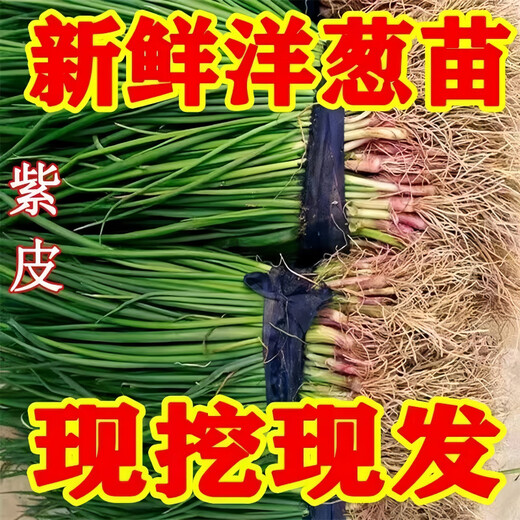 Fruit onion seedlings, authentic purple-skinned onion seedlings with roots, two-red oblate red onion seedlings, purple-skinned onion seedlings, 100 pieces, authentic