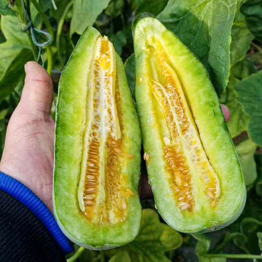 Beishu, honeydew melon seed seedlings, early maturing, crispy and fragrant melon fruit seeds, about 200 seeds of honeydew melon