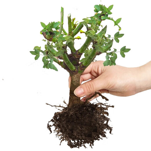 Yunnan Kunming rose seedlings old piles bloom in the current year, big flowers and strong fragrance. Rose old root flowers and green plant potted plants 31 Corolla (old pile seedlings bloom all year round)