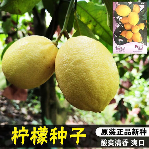 Authentic and refreshing lemon seeds, fragrant and fresh fruits, green lemon seeds, balcony potted vegetable and fruit seeds. Refreshing lemon seeds/pack of about 10 pieces, 3 packs