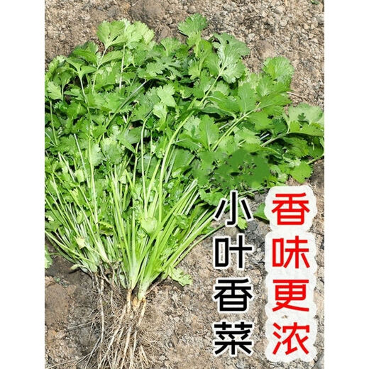 Eat as you plant, seasoning vegetable seed combination, easy to grow heat-resistant balcony potted vegetables in all seasons in spring, small-leaf coriander seeds, 1 pack, about 1,000 seeds, 1 pack, about 1,000 seeds
