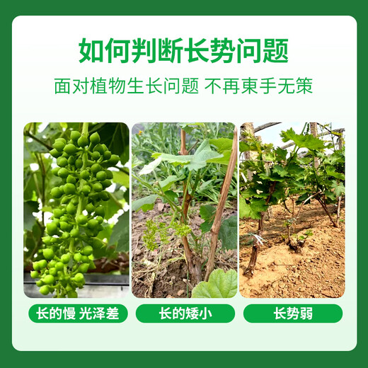 Guanlong Agricultural Chemical Rongya 50% cyanamide upgraded version of grape germination, bud break, sleep promotion and germination cyanamide growth regulator