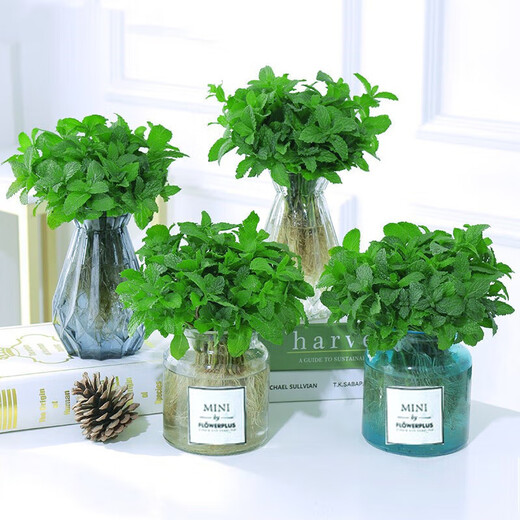 Lemon mint potted edible rosemary mint leaf seedlings mosquito repellent hydroponic flowers indoor green plants 2 pots medium pot mint (good morning pot) + 2 nutrient solution with pot