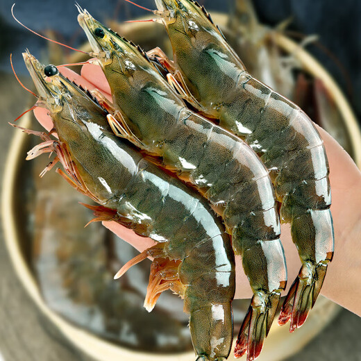 青岛大虾特大号生鲜活速冻海虾青岛大虾海鲜冷冻海捕对虾白虾 18-22cm海捕虾王（整盒3斤）