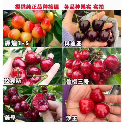 Qiuying cherry large cherry grafted branches Meizaoshawang Russian No. 8 scion rocket Red cherry ear buds Russian No. 8 cherry 5 branches 40cm (inclusive)-50cm (inclusive)