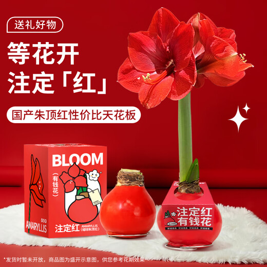 Jingdong Flowers Rich Amaryllis Gift Box Version Wax Ball Circumference 26-28cm Random New Year's Eve Gift Source Straight Hair