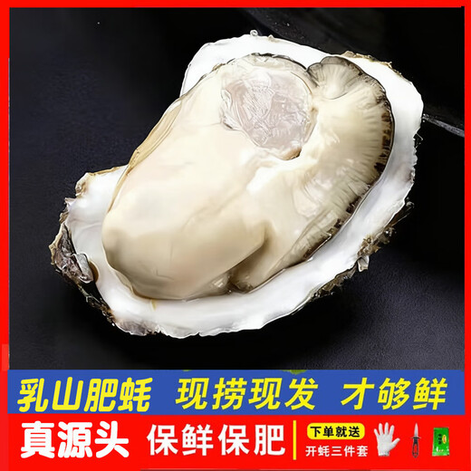 Fresh Rushan Oysters Fresh Authentic Rushan Oysters Sea Oysters 5 Jin Jin equals 0.5 kg box/10 Jin Jin equals 0.5 kg box 3XL medium oysters (20-30 pieces per box) with box 10 Jin Jin equals 0.5 kg
