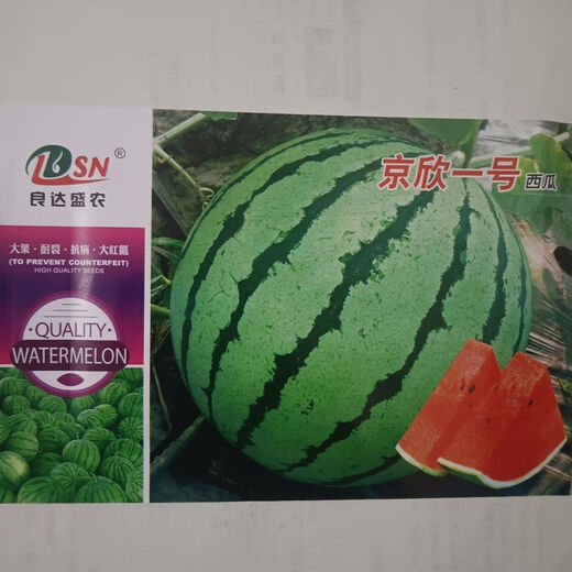 Jingxin No. 1 watermelon seeds, thin-skinned watermelon seeds, super sweet, early-maturing watermelon seeds, high-yielding farm garden watermelon seeds, Jingxin No. 1 seeds/pack, about 50 seeds, 3 packs