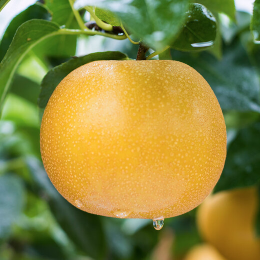 Beijing fresh green earth Laiyang old tree Qiuyue pear 6Jin Jin is equal to 0.5kg 6 pieces high-quality large fruit fruit gift box