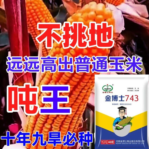 High-yielding corn seeds, short stalks, large sticks, disease-resistant, lodging-resistant, drought-resistant, high-temperature and waterlogging-resistant, bract seeds resistant to ear rot, Dr. Jin 743 disease-resistant and drought-resistant (4,400 grains per generation)