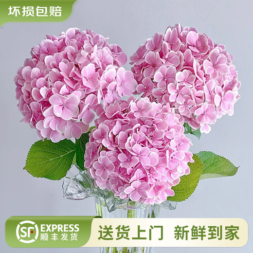 Yunnan flowers wholesale quality roses, lilies, water-raised fresh cut flowers for your girlfriend, water-raised flowers straight from the source, hydrangea pink - 1 piece (dark pink and light pink randomly shipped), choose 2 pieces, no shipping fee