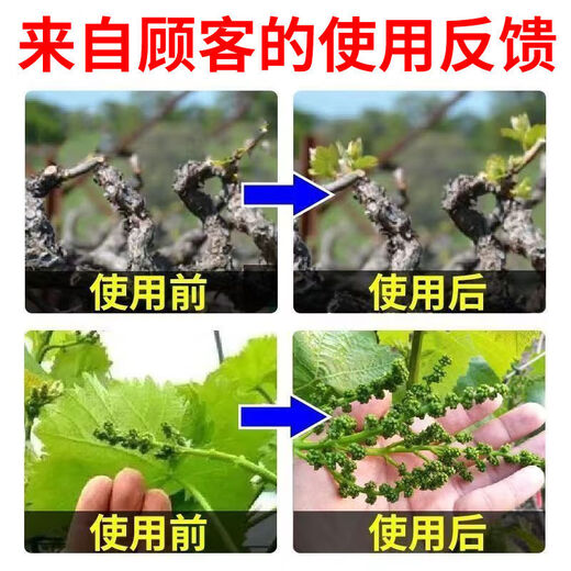 Taihui Li Cuiyang 50% monocyanamide ammonia grape peach and kiwi fruit tree bud-breaking sleep-inducing agent monohydroammonium growth regulator 250ml*1 bottle Production date September 25 Shelf life 2 years