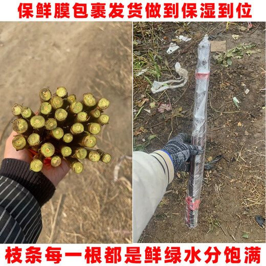 Qiuying cherry large cherry grafted branches Meizaoshawang Russian No. 8 scion rocket Red cherry ear buds Russian No. 8 cherry 5 branches 40cm (inclusive)-50cm (inclusive)