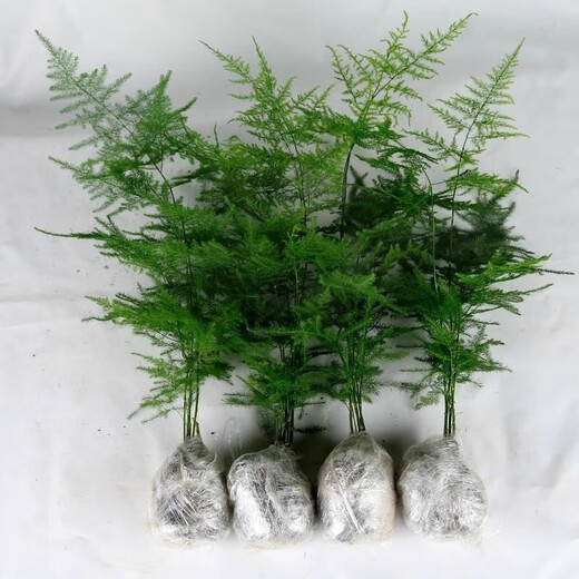 Asparagus potted green plants flowers bonsai plants indoor living room hydroponic Asparagus pine cloud bamboo Asparagus large seedlings evergreen all year round Asparagus 1 piece original pot original soil ball delivery height 15-25cm