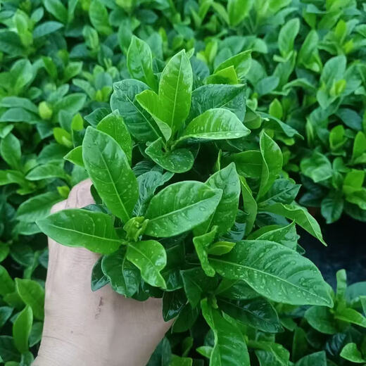 Small potted gardenia potted plant blooms in all seasons without buds. Indoor pothos hydroponic flowers and green plants are easy to grow and live. Low-profile 15-20cm 2 plants. Flowering in small quantities in the year. Strong-flavored gardenia.
