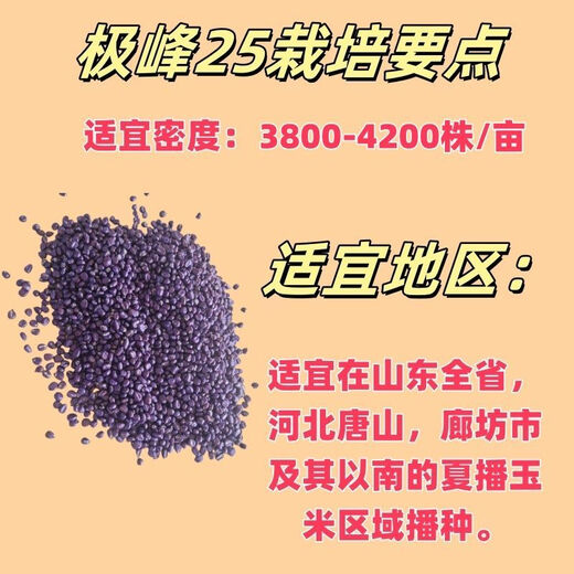 Nationally approved corn variety, high and stable yield, Jifeng 25 corn seeds, non-GMO, four-season southern yellow, Jifeng 25 corn seeds, 4200 grains/bag