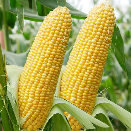 National Approval Fruit Corn Seeds Fresh Sweet and Crisp National Approval Sweet Corn Seeds Farmhouse Garden Vegetables National Approval Fruit Corn Seeds 2 packs of about 100 grains
