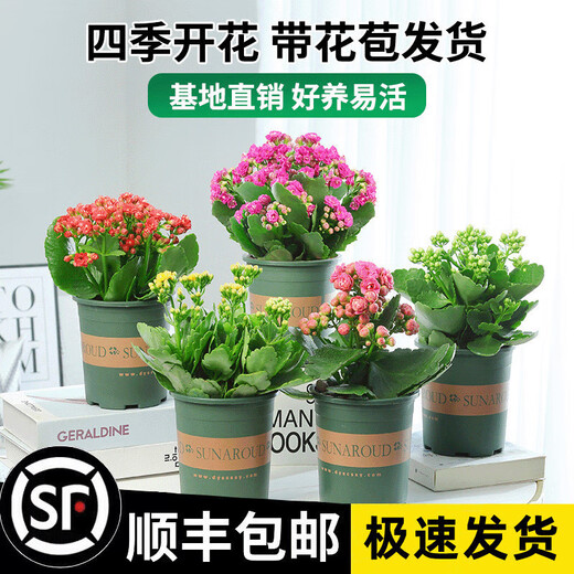 Kalanchoe potted plant with double large flowers and buds is a flower plant that blooms indoors in all seasons and is easy to grow. 12. Golden Fox (with buds) comes with fertilizer and contains a gallon pot.