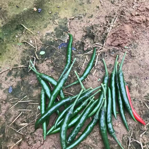 First-generation hybrid large-fruit Chaotian pepper seeds, super spicy and high-yielding pepper padi seeds for field use, single pepper seeds, original 3 packs with rooting powder included.